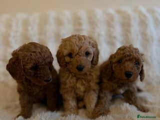 Cockapoo dogs - Advert 1