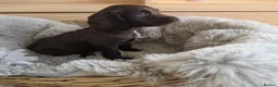 Cocker Spaniel dogs for sale: Working Type Cocker Spaniels - Advert 13