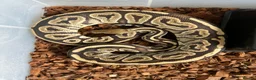 Python Snake reptiles for sale: Royal Python - Advert 7