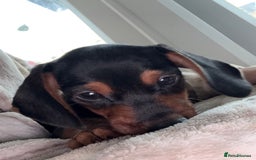 Miniature Dachshund dogs for sale: Miniature dachshund pups  - Image 3