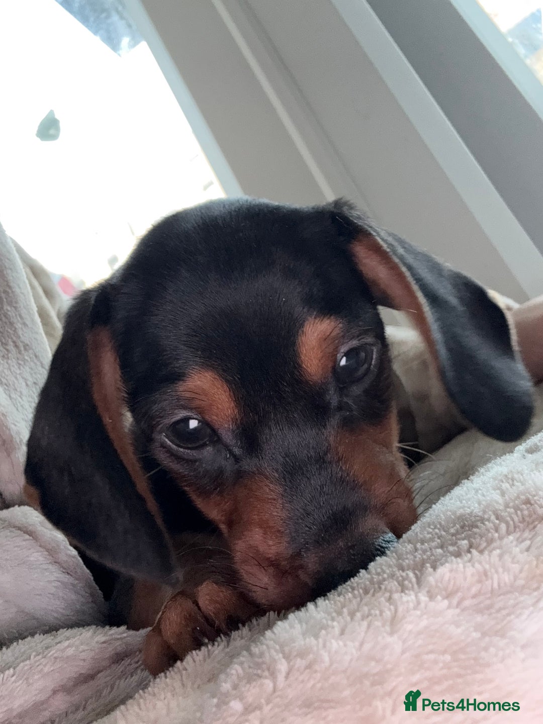 Miniature Dachshund dogs for sale: Miniature dachshund pups  - Image 3