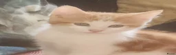British Shorthair cats for sale: 3 kittens  - Advert 6