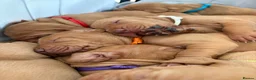 Hungarian Vizsla dogs for sale: Homebred beautiful vizslas - Advert 3