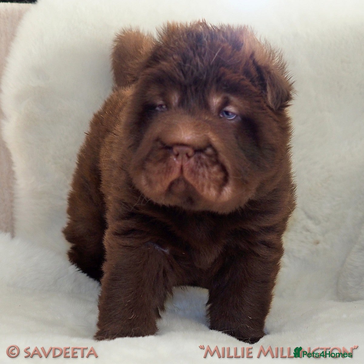 Shar Pei dogs Irresistible KC Reg Bear-coat Shar-Pei Puppies - Advert 1