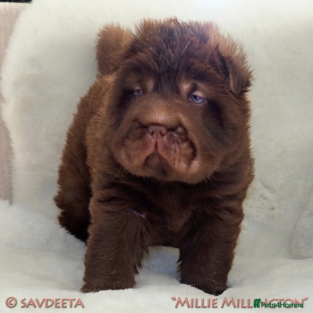 Shar Pei dogs for sale: Irresistible KC Reg Bear-coat Shar-Pei Puppies - Advert 1