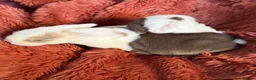 Mini Lop rabbits for sale: Please meet our gorgeous mini lops - Advert 19