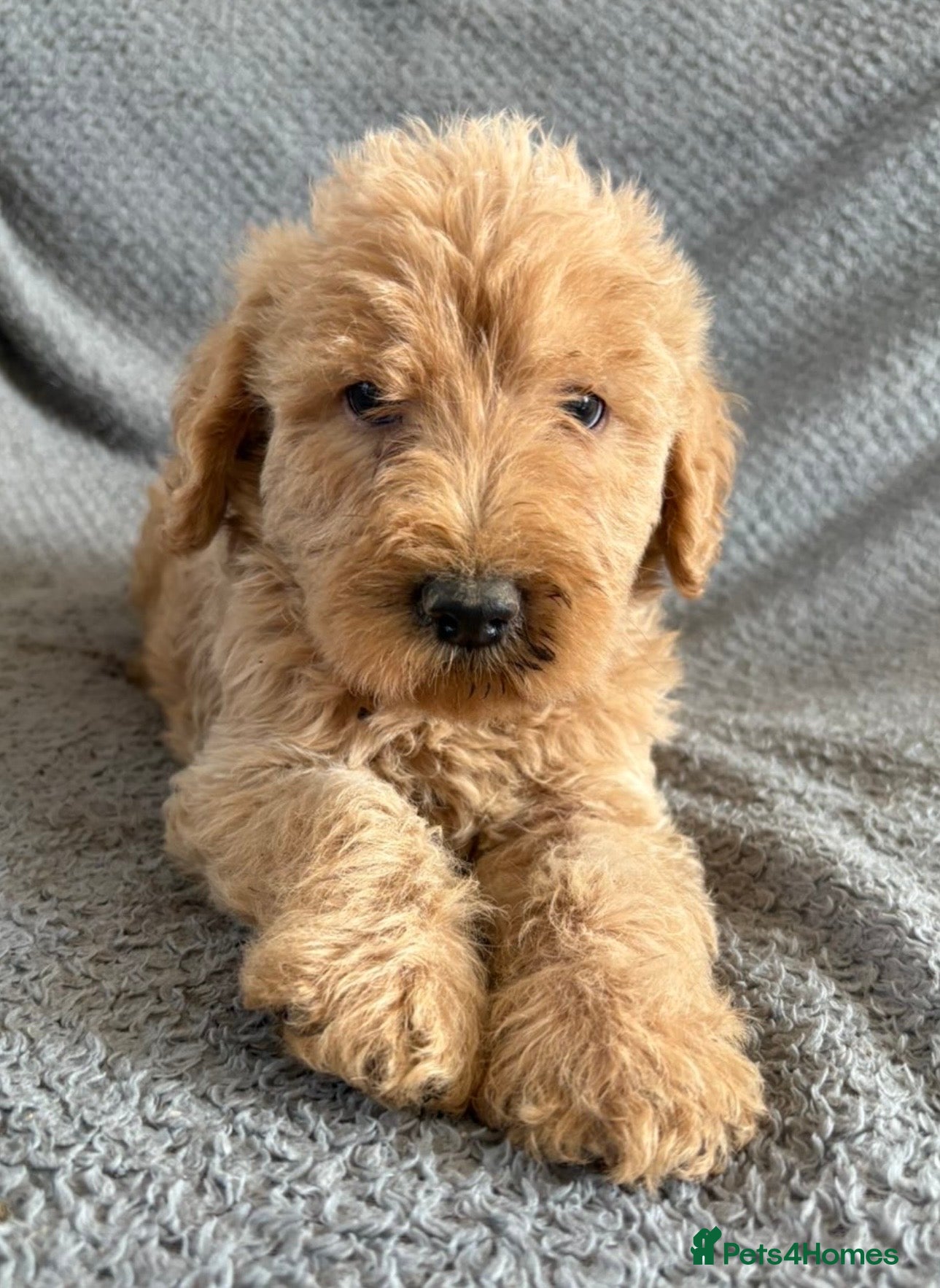 Labradoodle dogs Beautiful F1b Labradoodles  - Advert 1