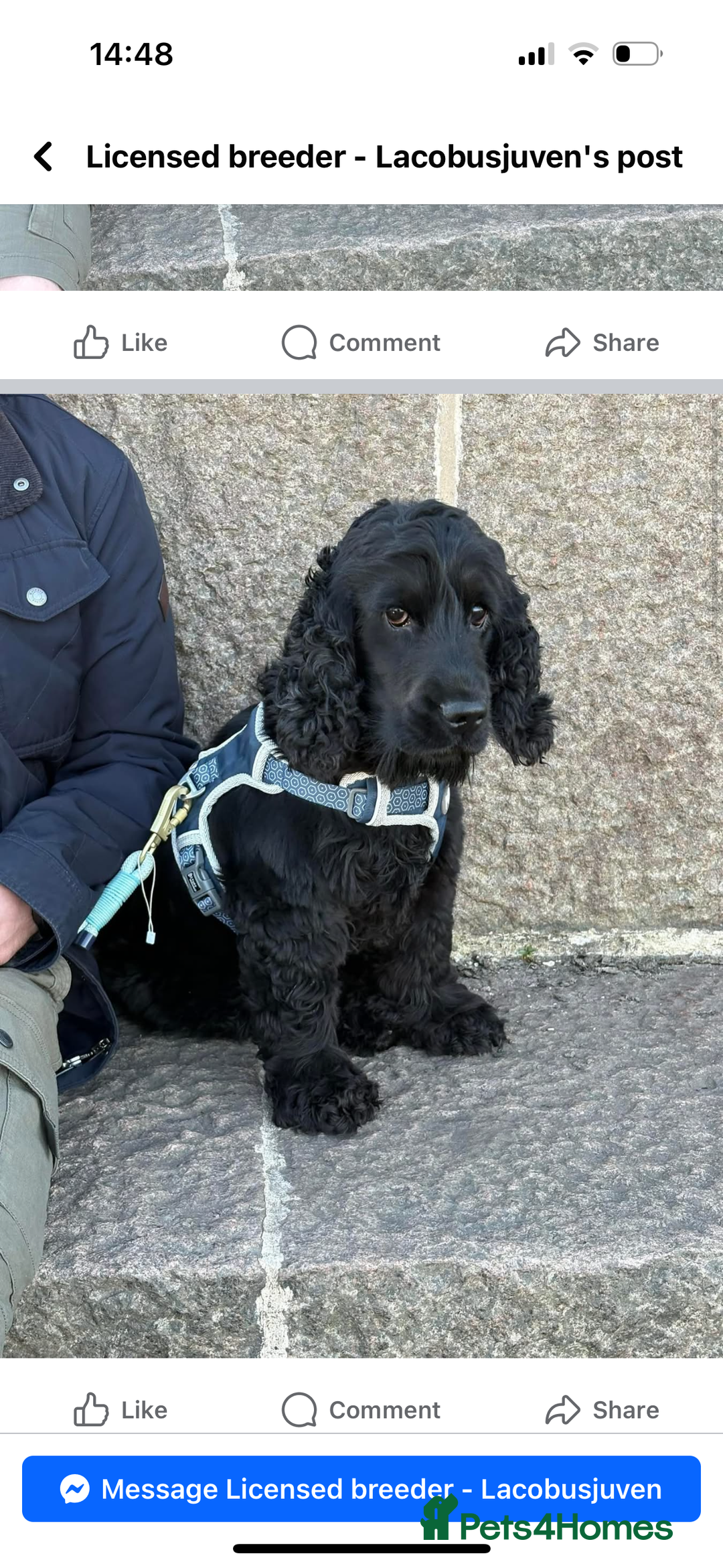 Cocker Spaniel dogs for sale: Beautiful Kc reg show cocker spaniels  - Image 20