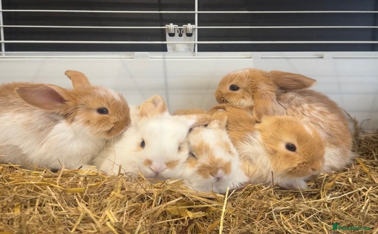Mini Lop rabbits - Advert 5