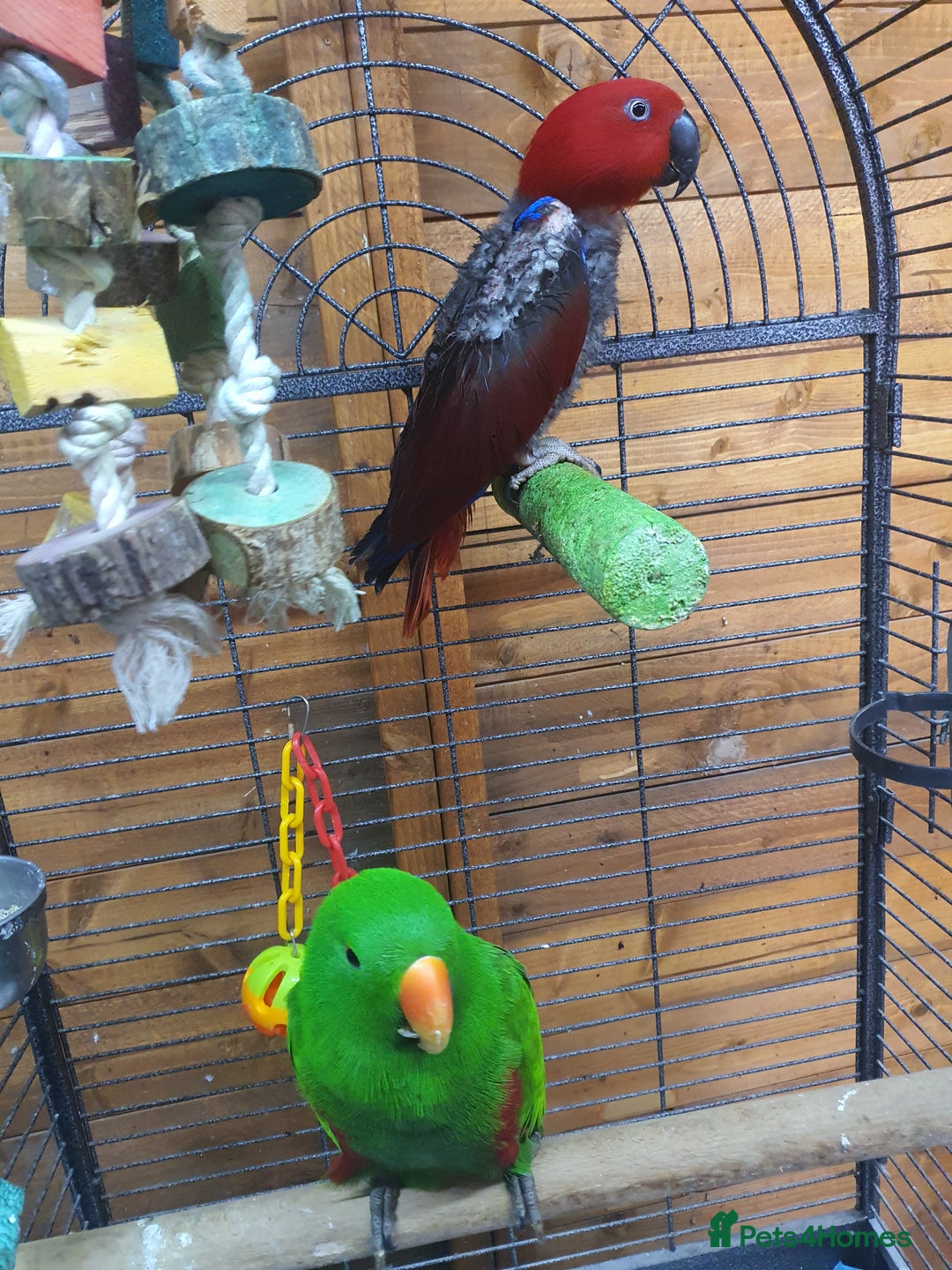 Parrots birds for sale: Eclectus pair for sale - Image 2
