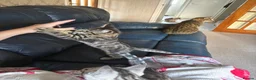Mixed Breed cats for sale: Maine Coon x Bengal Kitten - Advert 10