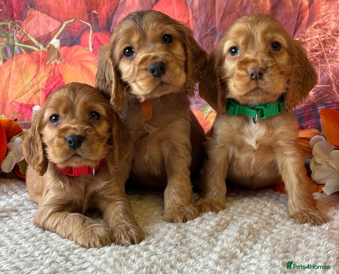 Cocker Spaniel dogs for sale: Outstanding KC Show Cocker Spaniels 🩷 - Image 5
