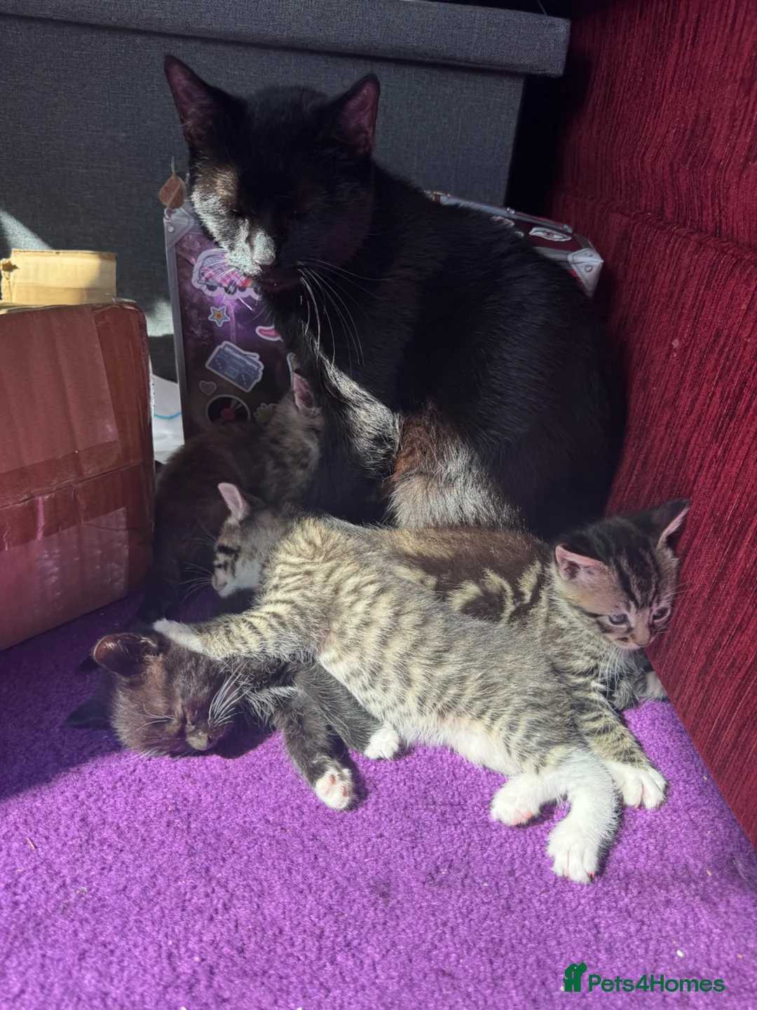 Mixed Breed cats for sale: Gorgeous kittens ready to leave in 3 weeks!  - Advert 1