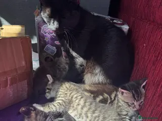 Mixed Breed cats Gorgeous kittens ready to leave in 3 weeks! - Advert 4