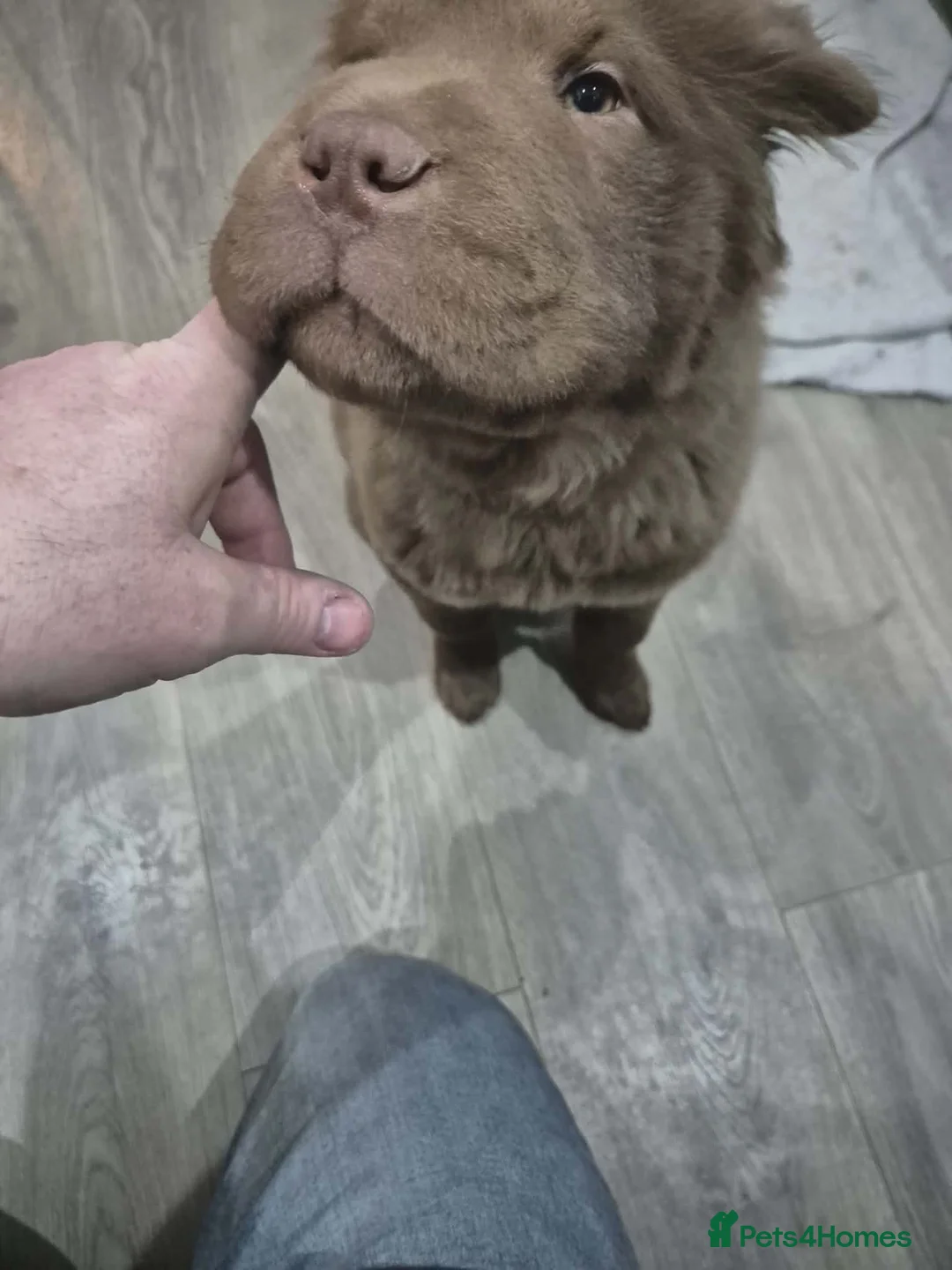 Chow Chow dogs for sale: Stunning genes chow chow pup  - Advert 3