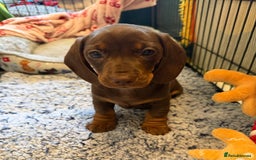 Miniature Dachshund dogs for sale: PRA Clear, KC Reg Miniature Dachshund  - Image 6