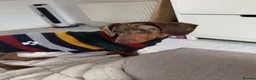 Dachshund dogs for sale: 10 month old Dapple dachshund - Advert 2