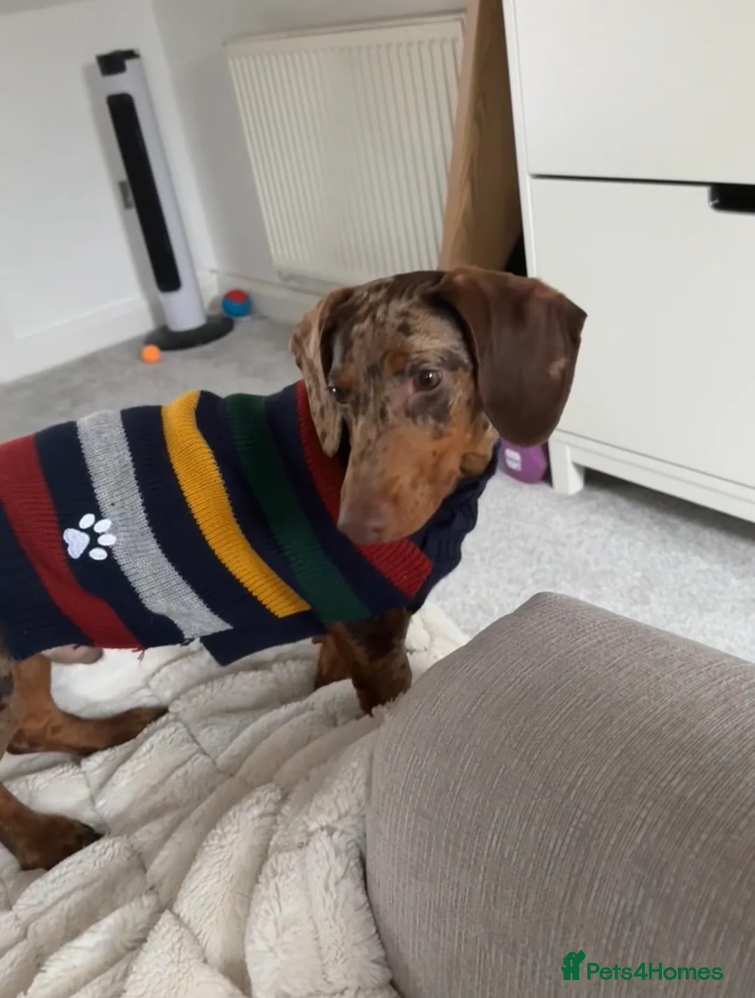 Dachshund dogs for sale: 10 month old Dapple dachshund - Advert 2