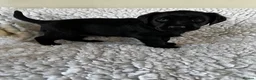 Labrador Retriever dogs for sale: Stunning KC Labradors. Crufts winning Stud dog - Advert 5