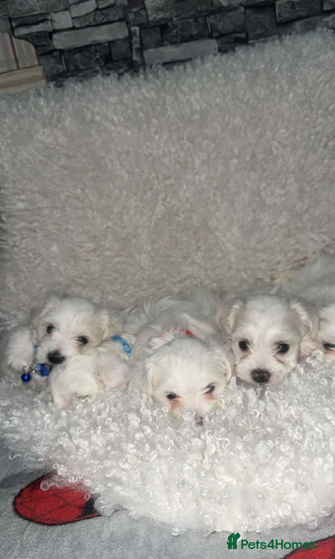 Maltese dogs for sale: Maltese puppies  - Advert 4