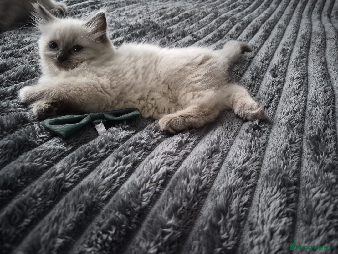 Ragdoll cats for sale: Adorable Ragdoll Kittens GCCF  Active registered  - Advert 19