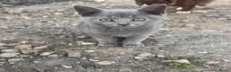 Mixed Breed cats for sale: Kittens for Sale - Advert 10