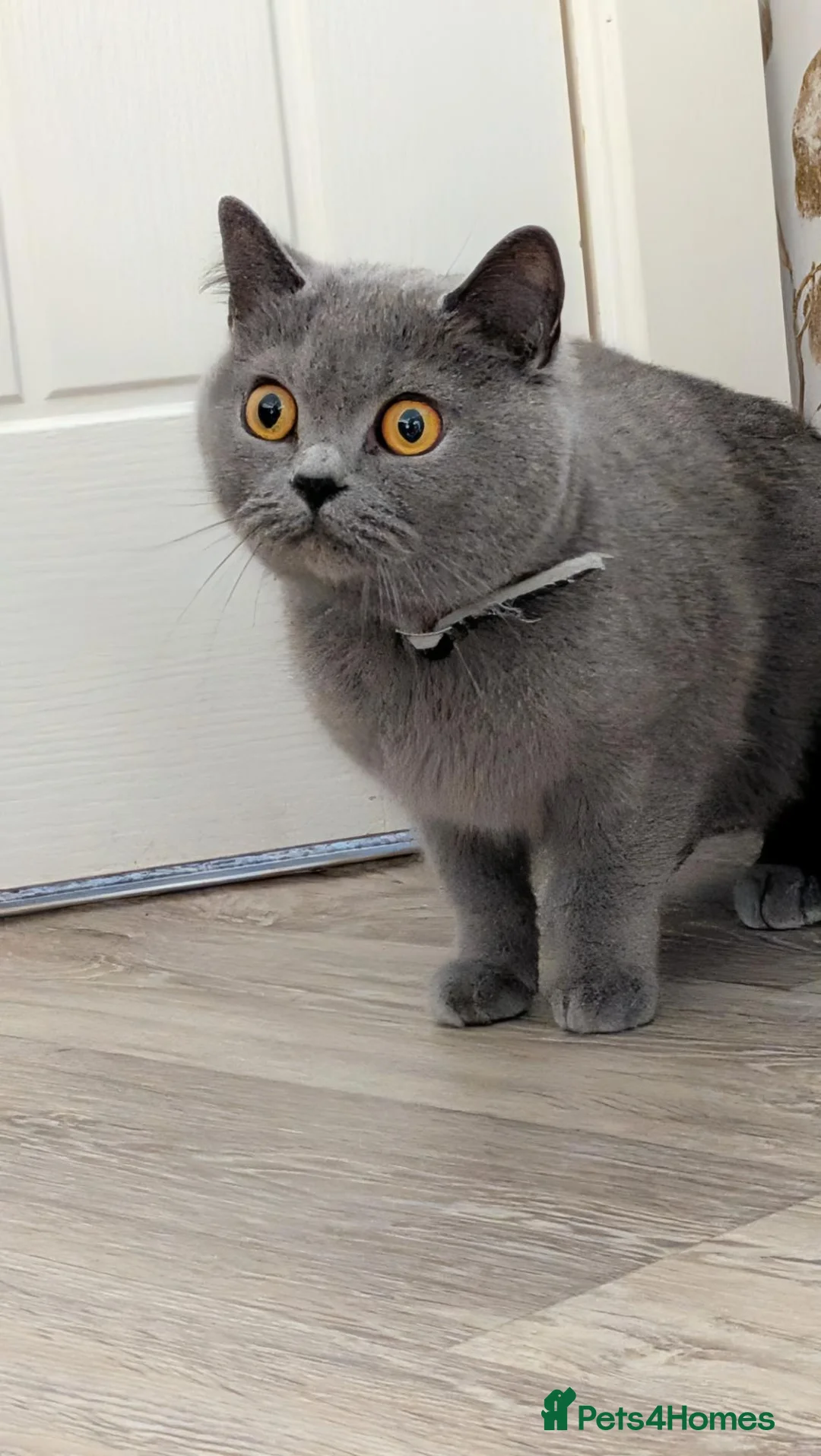 British Shorthair cats for sale: British shorthair female  - Advert 2