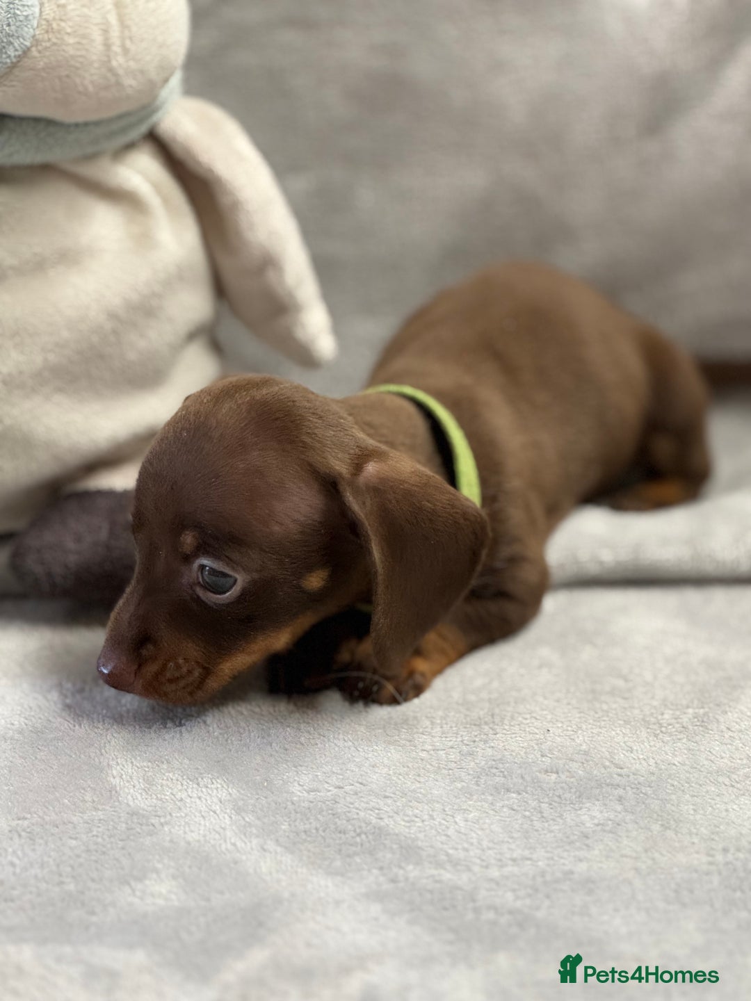 Miniature Dachshund dogs for sale: Miniature dachshund  - Image 11