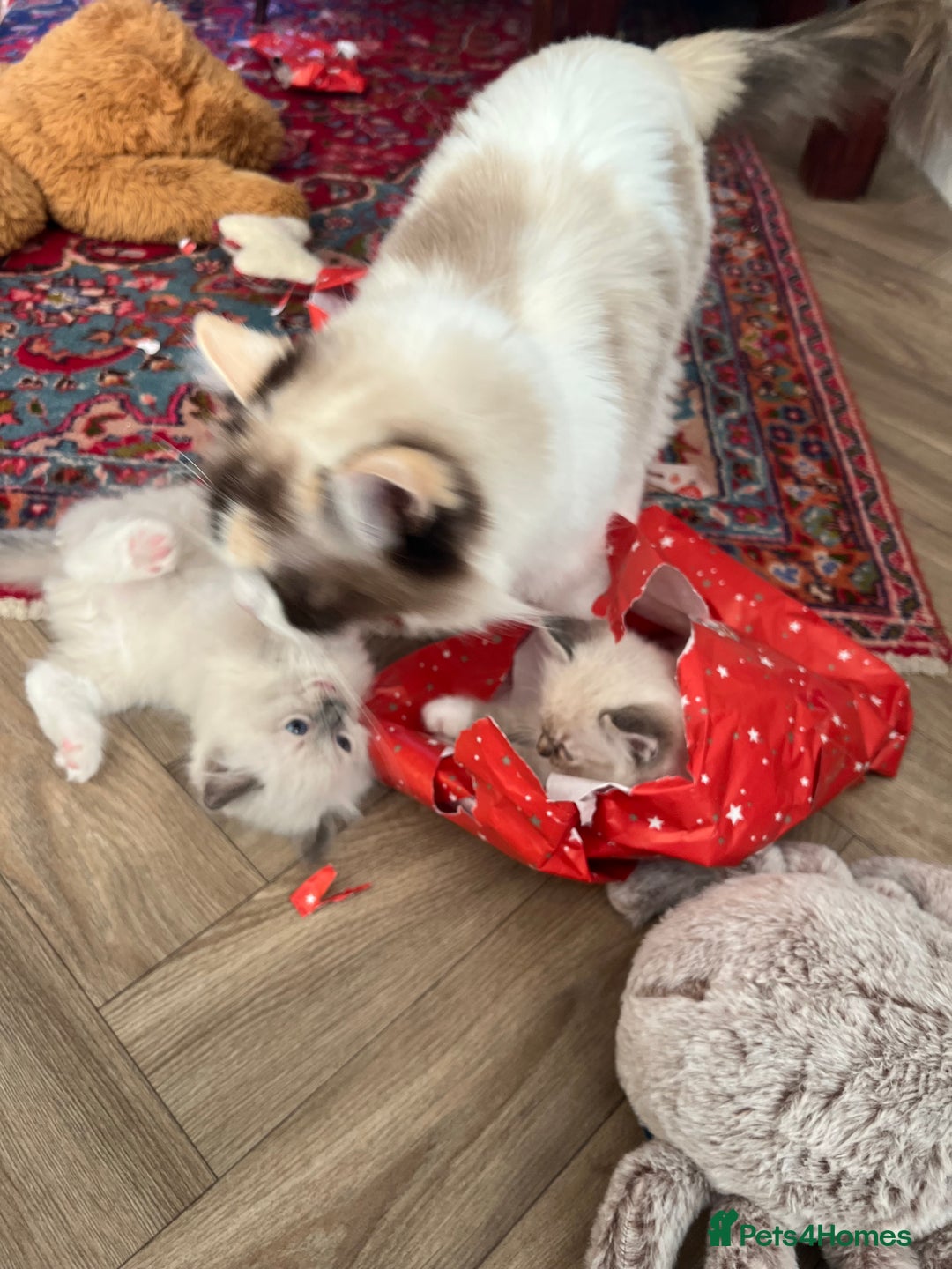 Ragdoll cats for sale: GCCF Ragdoll Kittens. Champion lines  - Advert 15