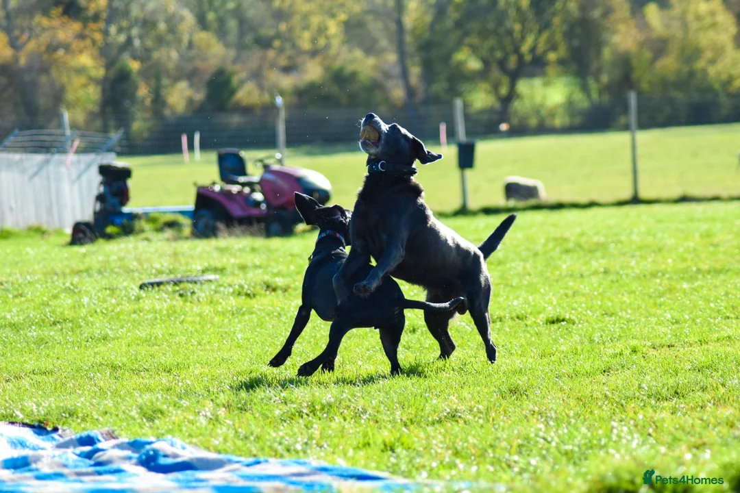 Labrador Retriever dogs for adoption: KC Registered Labrador Charcoal - Advert 4