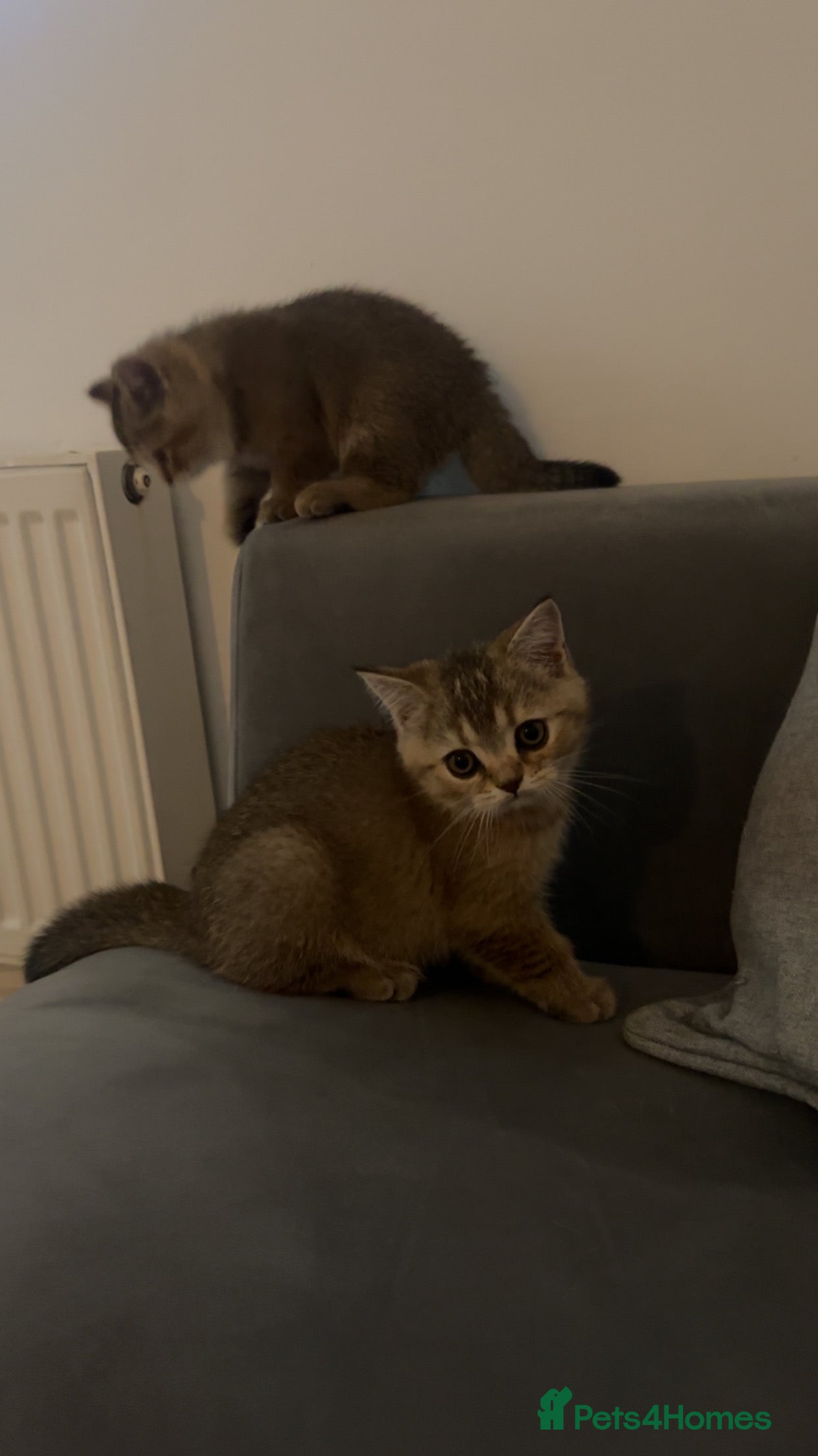 Mixed Breed cats for sale: British Shorthairs x Scottish Fold Kittens - Advert 5