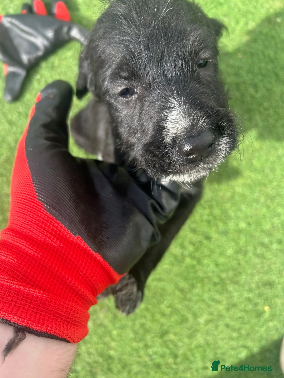 Mixed Breed dogs for sale: Here we have a lovely litter of 5 beautiful pups - Advert 13