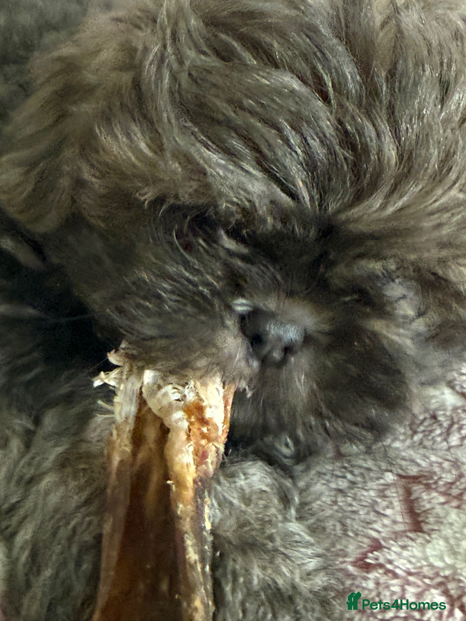 Shih Tzu dogs Healthy happy Puppies  - Advert 5