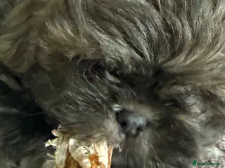 Shih Tzu dogs Healthy happy Puppies - Advert 5