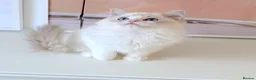 Ragdoll cats for sale: READY NOW *** GCCF REGISTERED RAGDOLL KITTENS - Advert 29