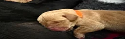 Labrador Retriever dogs for sale: Working Labrador puppies  in Newport - Advert 5