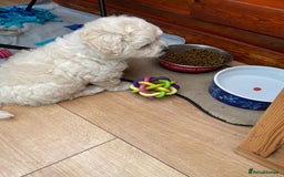 Maltipoo dogs for sale: Adorable F1 Havapoo Puppies | 2 BOYS 1 GIRL - Image 2