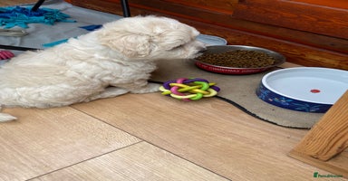 Maltipoo dogs - Advert 6