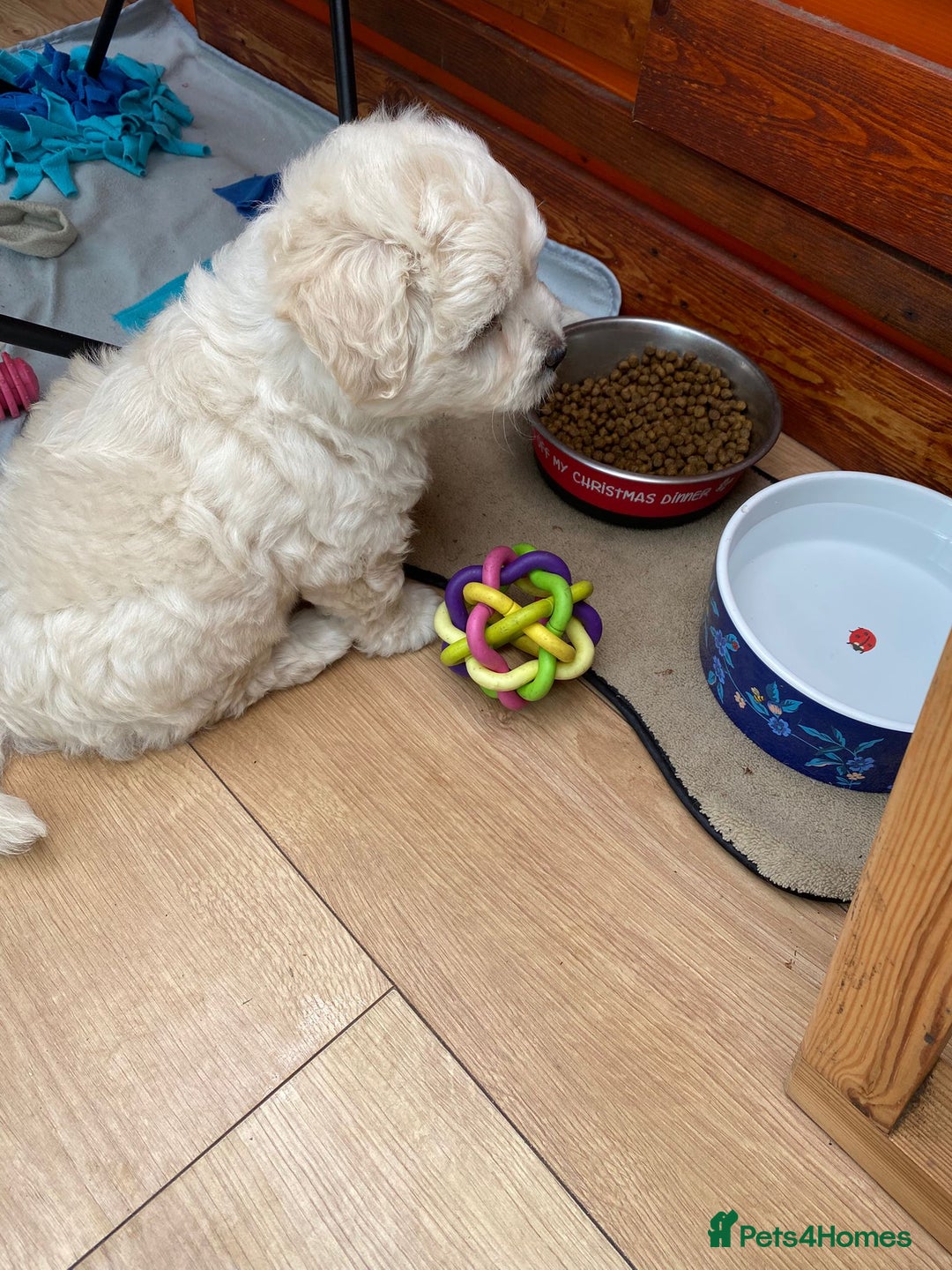 Maltipoo dogs for sale: Adorable F1 Havapoo Puppies | 2 BOYS 1 GIRL - Image 2