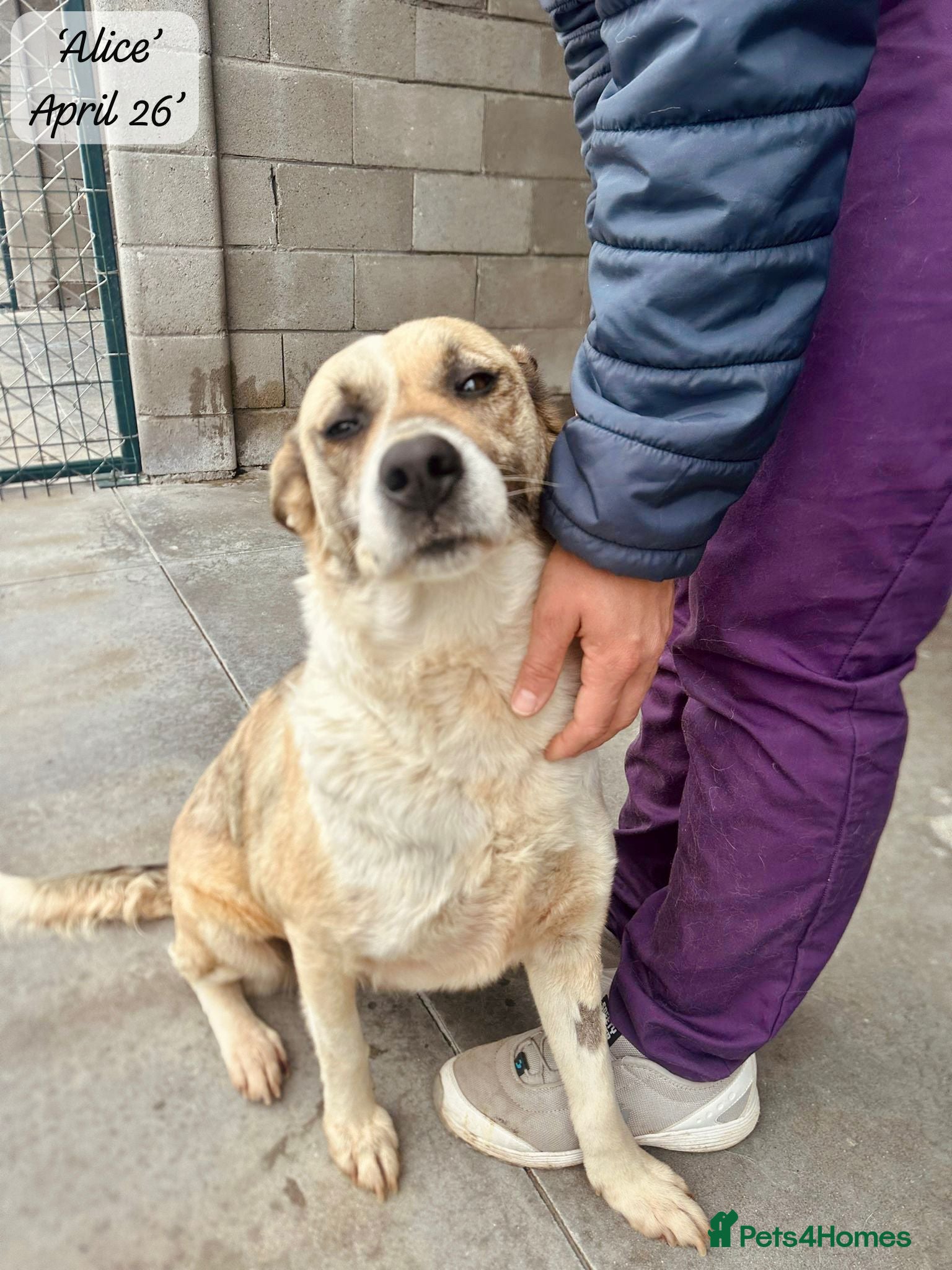 Mixed Breed dogs Alice, 6 yrs approx. Available for adoption. - Advert 23