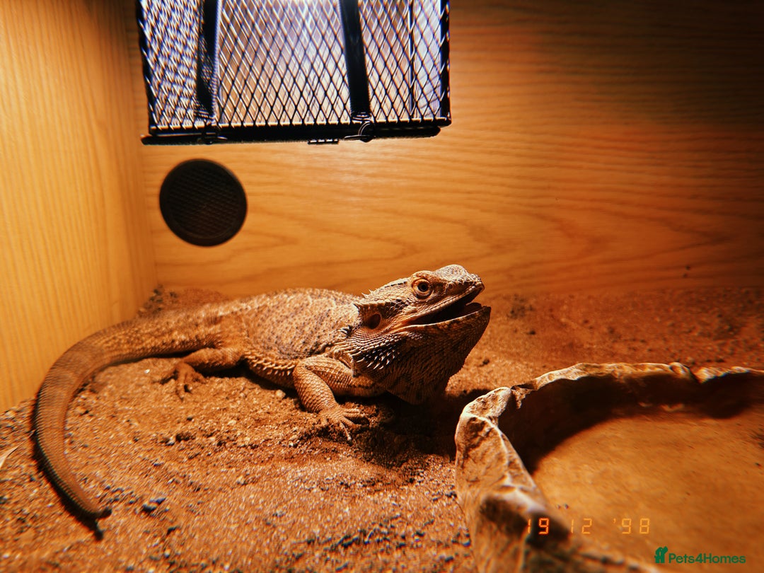 Bearded Dragon reptiles for sale: Bearded dragon plus set up  - Image 6