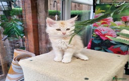 Maine Coon cats for sale: Maine Coon kittens ready soon CF81  - Image 4