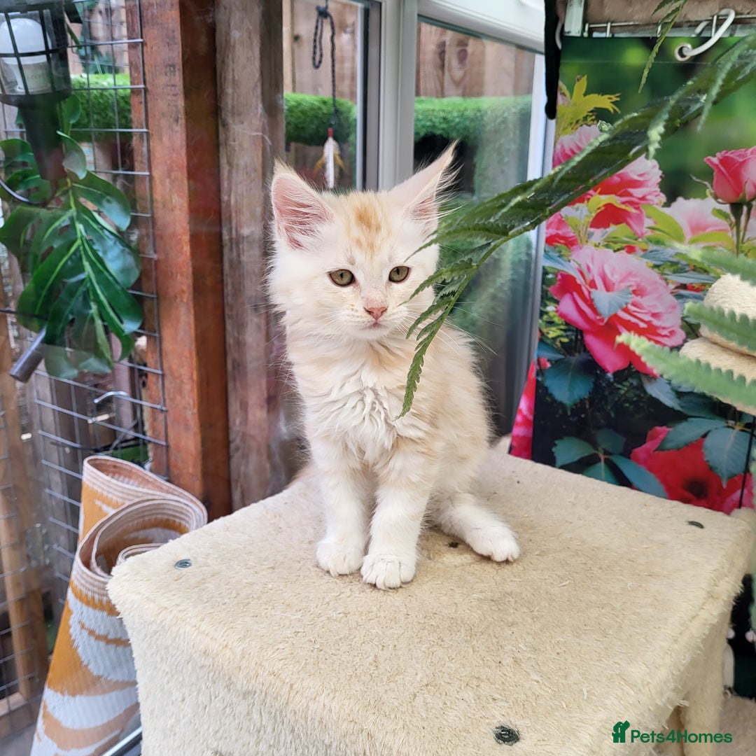 Maine Coon cats for sale: Maine Coon kittens ready soon CF81  - Image 4