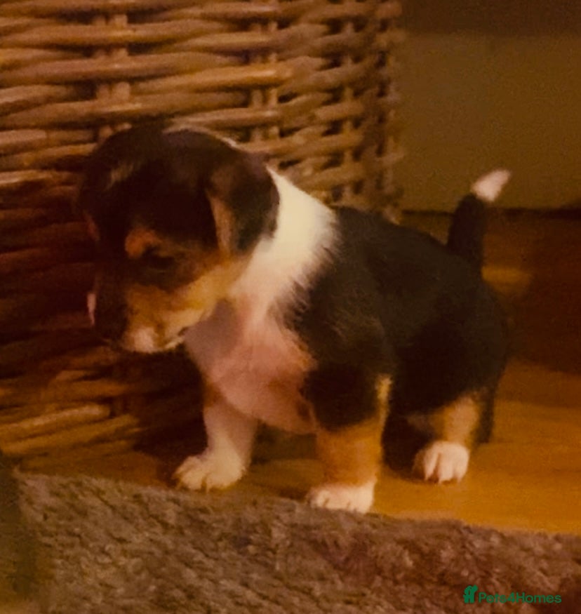 Jack Russell dogs Absolutely stunning litter of puppies - Advert 7