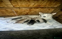 Siberian Husky dogs for sale: 6 siberian husky  - Advert 3