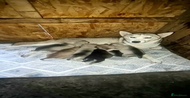 Siberian Husky dogs 6 siberian husky  - Advert 16