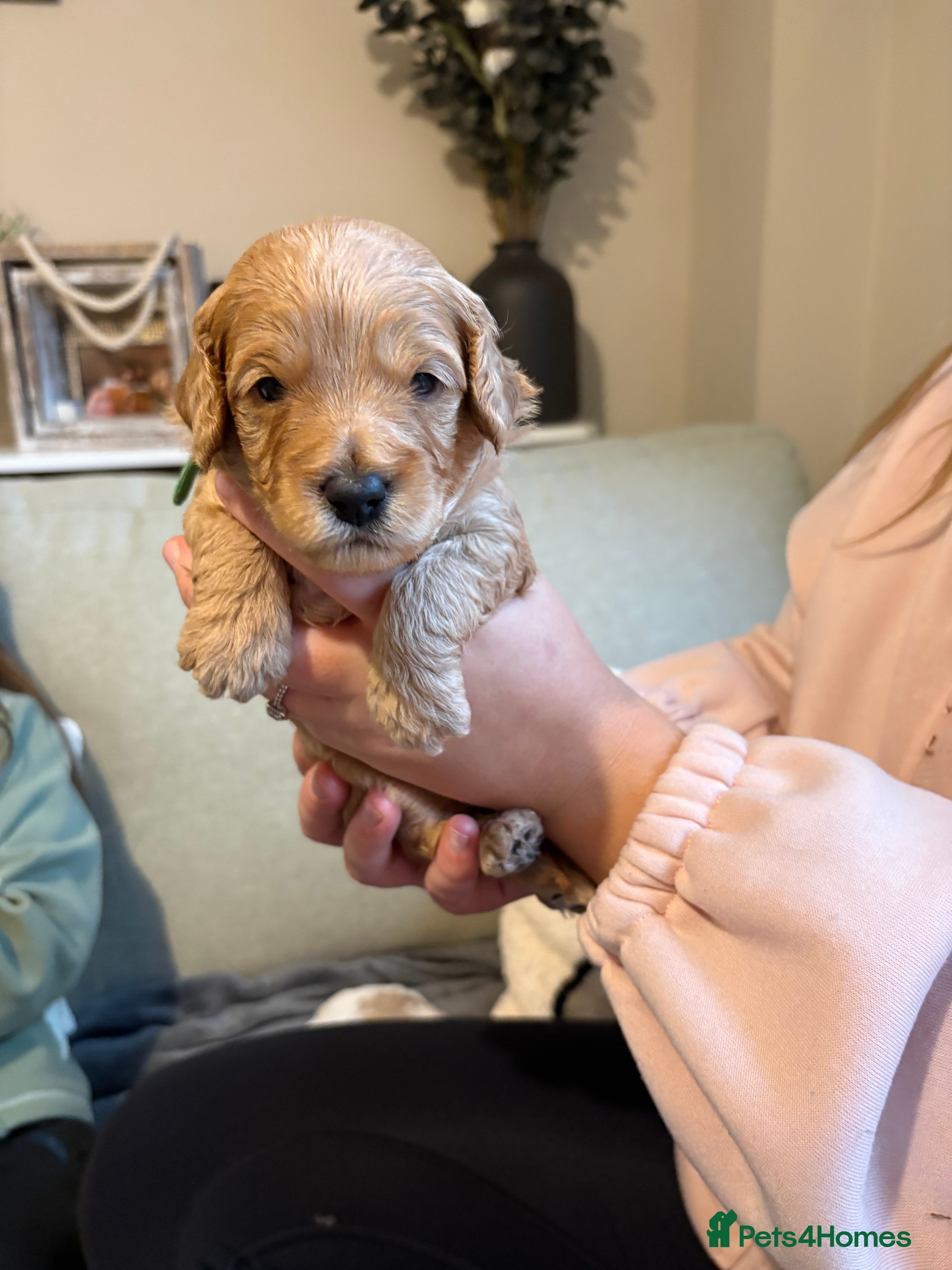 Cockapoo dogs for sale: Beautiful F2 Cockapoo Puppies  - Advert 2