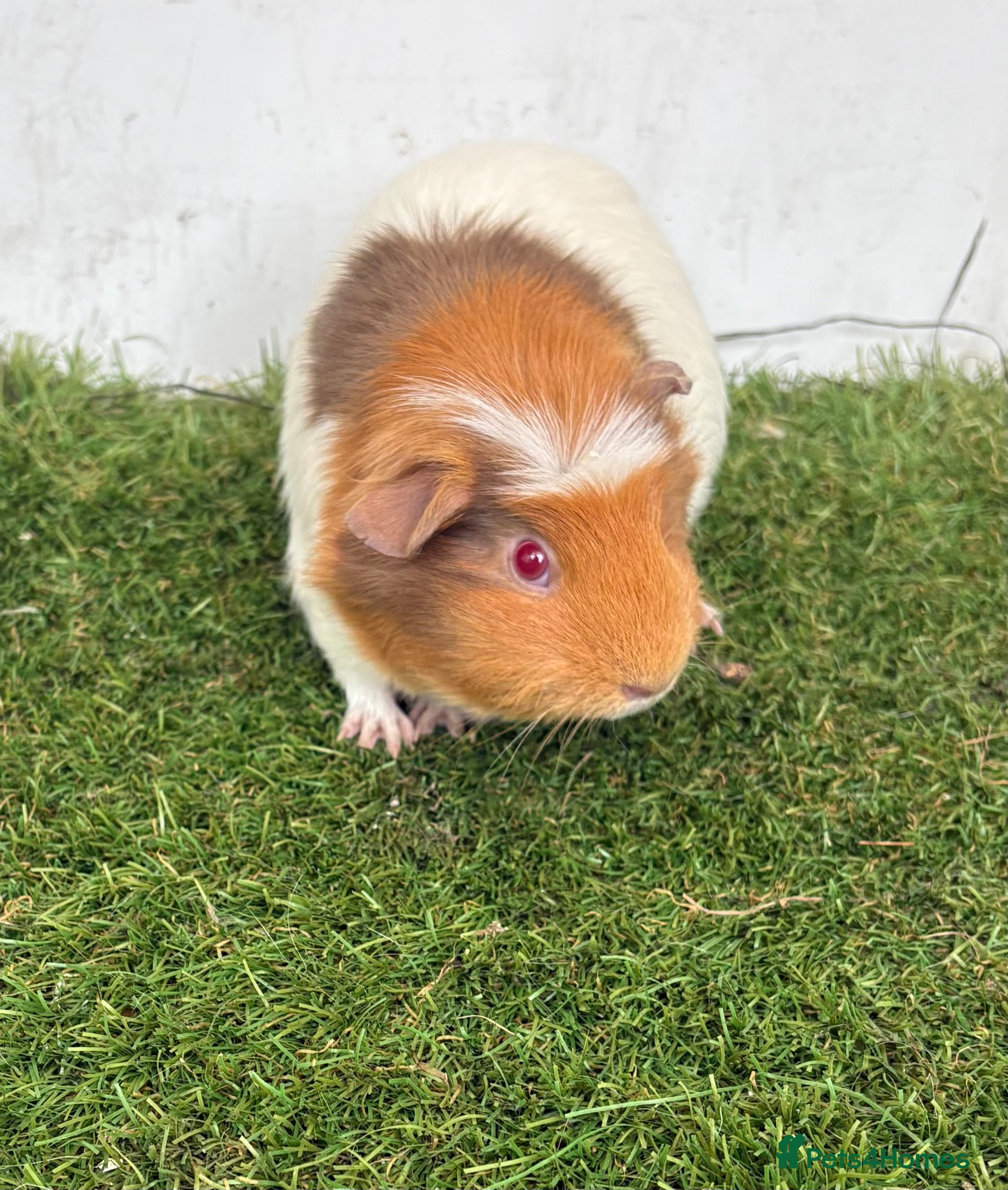 Guinea Pig rodents Female baby guinea pigs  - Advert 13