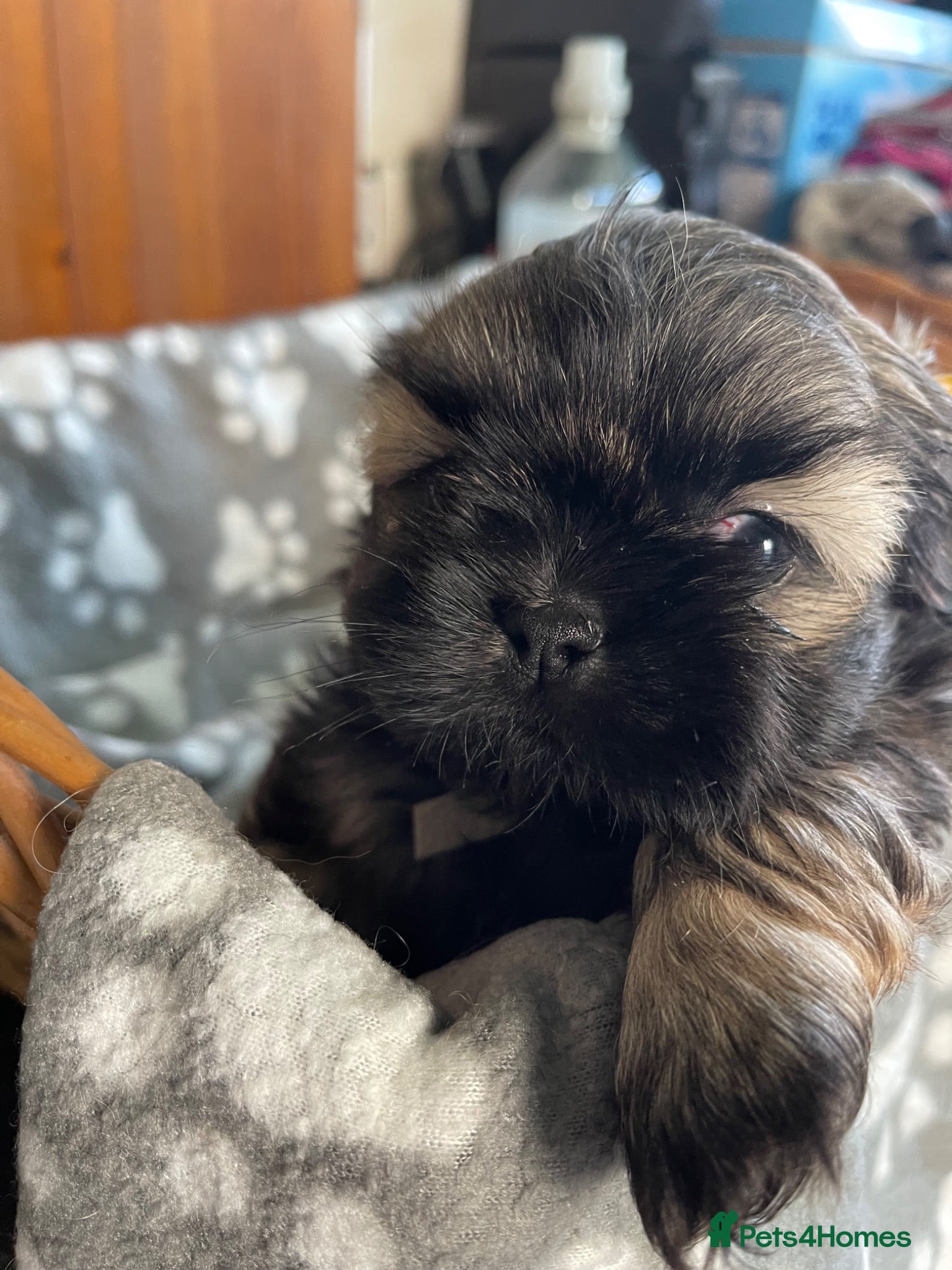 Shih Tzu dogs imperial karishishi dobie shih tzu - Advert 15
