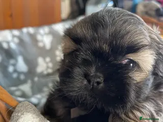 Shih Tzu dogs imperial karishishi dobie shih tzu - Advert 15
